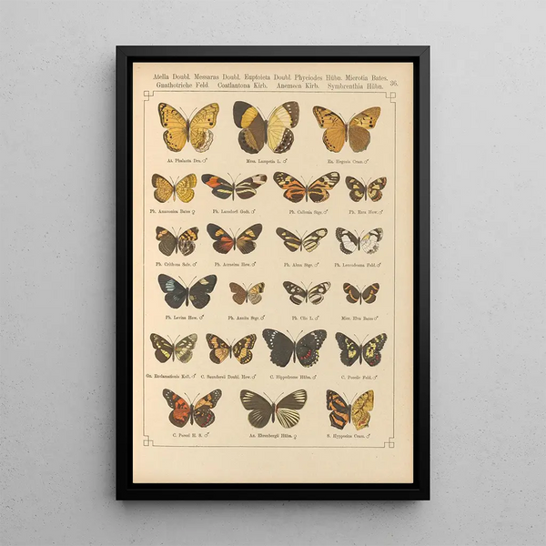 Papillons exotiques Pl036 - Otto Staudinger — quadro incorniciato alla parete
