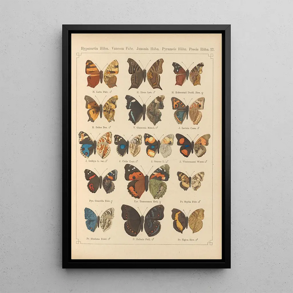 Papillons exotiques Pl037 - Otto Staudinger — quadro incorniciato alla parete