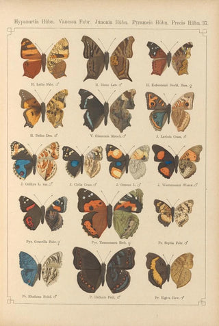 Otto Staudinger - Exotische schmetterlinge Pl037.webp