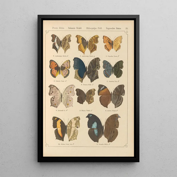 Papillons exotiques Pl038 - Otto Staudinger — quadro incorniciato alla parete