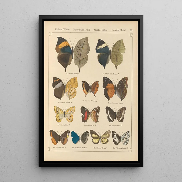 Papillons exotiques Pl039 - Otto Staudinger — quadro incorniciato alla parete