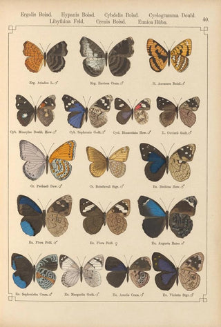 Otto Staudinger - Exotische schmetterlinge Pl040.webp