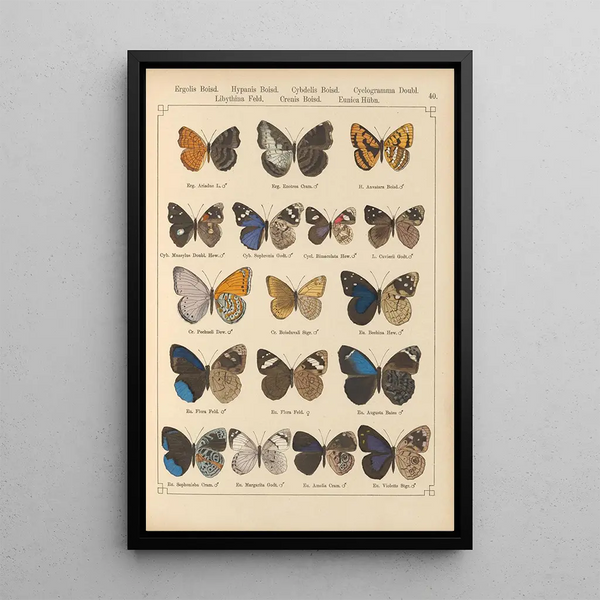 Papillons exotiques Pl040 - Otto Staudinger — quadro incorniciato alla parete