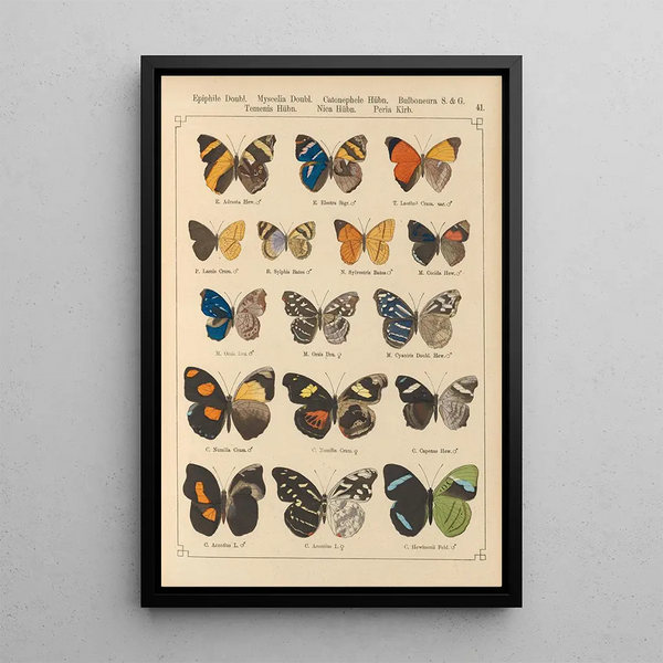 Papillons exotiques Pl041 - Otto Staudinger — quadro incorniciato alla parete