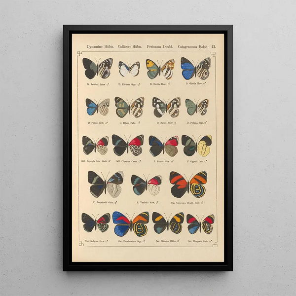 Papillons exotiques Pl042 - Otto Staudinger — quadro incorniciato alla parete