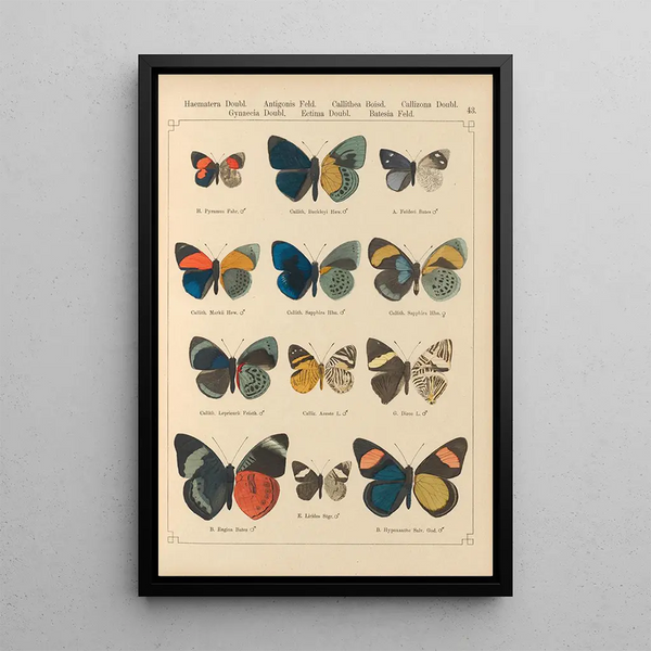 Papillons exotiques Pl043 - Otto Staudinger — quadro incorniciato alla parete