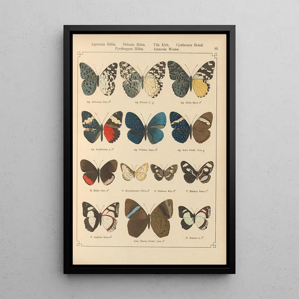 Papillons exotiques Pl044 - Otto Staudinger — quadro incorniciato alla parete