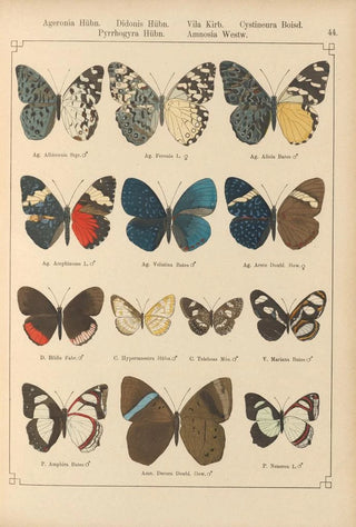 Otto Staudinger - Exotische schmetterlinge Pl044.webp