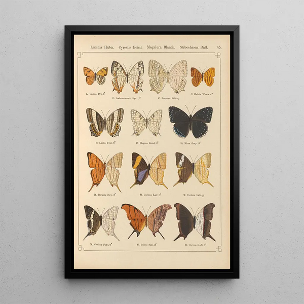 Papillons exotiques Pl045 - Otto Staudinger — quadro incorniciato alla parete