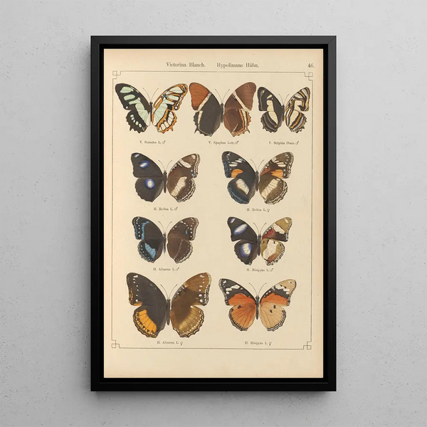 Papillons exotiques Pl046 - Otto Staudinger — quadro incorniciato alla parete