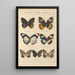 Papillons exotiques Pl047 - Otto Staudinger — quadro incorniciato alla parete