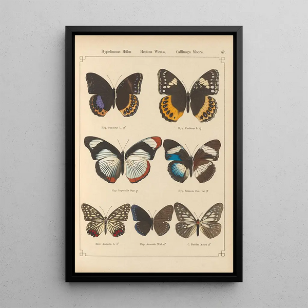 Papillons exotiques Pl047 - Otto Staudinger — quadro incorniciato alla parete