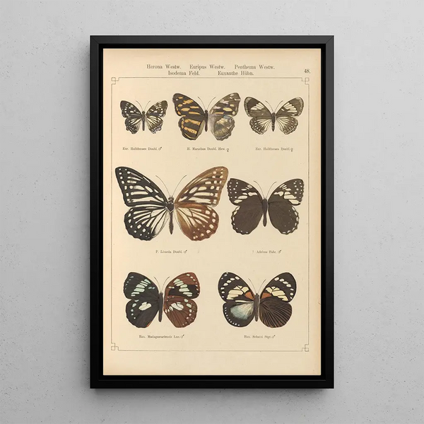 Papillons exotiques Pl048 - Otto Staudinger — quadro incorniciato alla parete