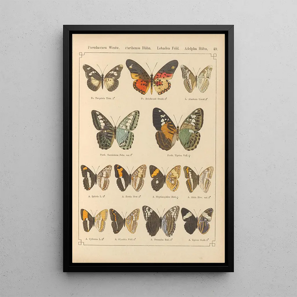 Papillons exotiques Pl049 - Otto Staudinger — quadro incorniciato alla parete