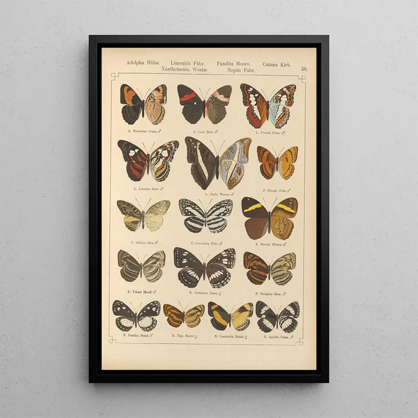 Papillons exotiques Pl050 - Otto Staudinger — quadro incorniciato alla parete