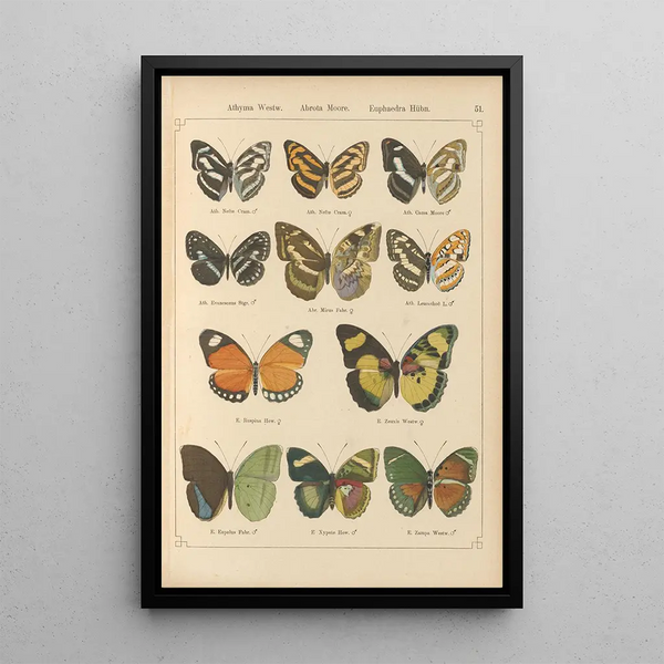 Papillons exotiques Pl051 - Otto Staudinger — quadro incorniciato alla parete