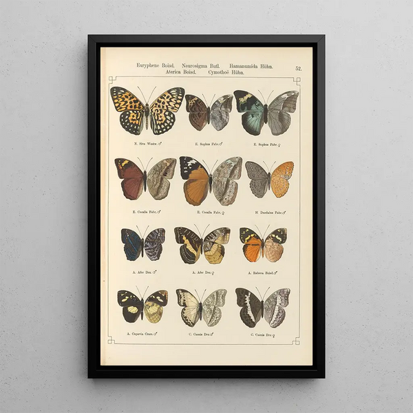 Papillons exotiques Pl052 - Otto Staudinger — quadro incorniciato alla parete