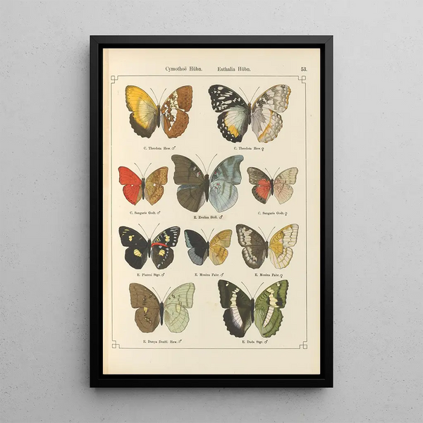 Papillons exotiques Pl053 - Otto Staudinger — quadro incorniciato alla parete
