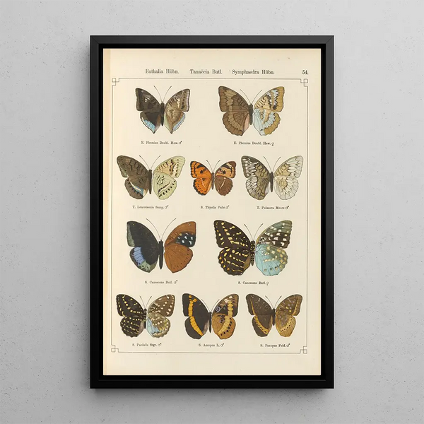 Papillons exotiques Pl054 - Otto Staudinger — quadro incorniciato alla parete