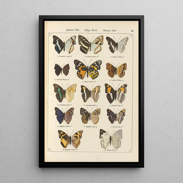 Papillons exotiques Pl055 - Otto Staudinger — quadro incorniciato alla parete