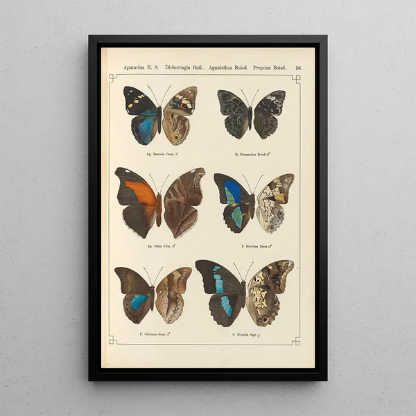 Papillons exotiques Pl056 - Otto Staudinger — quadro incorniciato alla parete