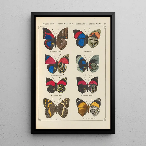 Papillons exotiques Pl057 - Otto Staudinger — quadro incorniciato alla parete
