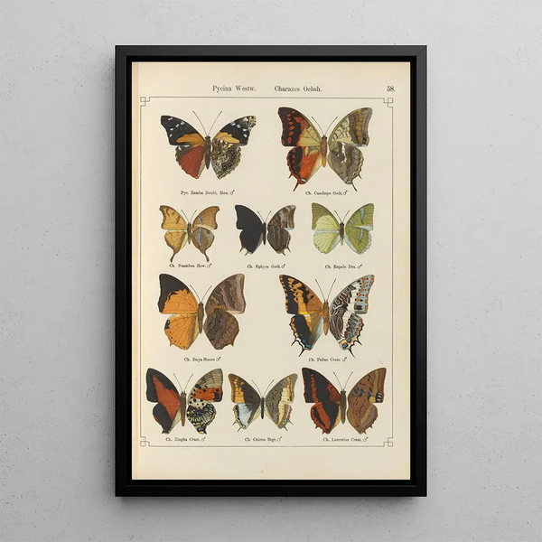 Papillons exotiques Pl058 - Otto Staudinger — quadro incorniciato alla parete