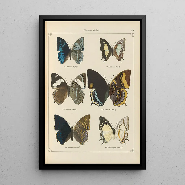 Papillons exotiques Pl059 - Otto Staudinger — quadro incorniciato alla parete