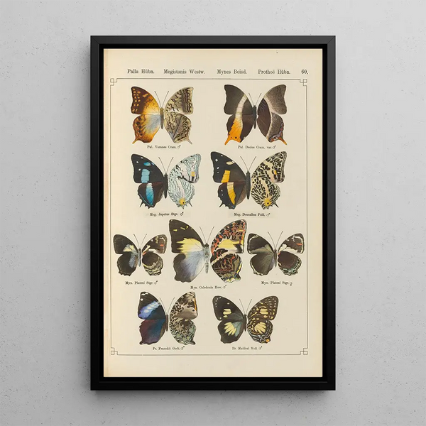 Papillons exotiques Pl060 - Otto Staudinger — quadro incorniciato alla parete