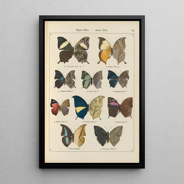 Papillons exotiques Pl061 - Otto Staudinger — quadro incorniciato alla parete