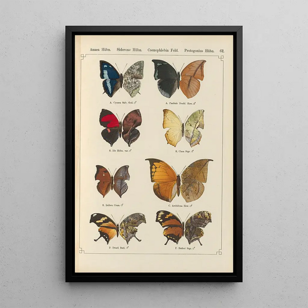 Papillons exotiques Pl062 - Otto Staudinger — quadro incorniciato alla parete