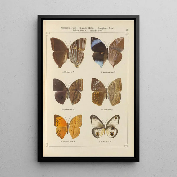Papillons exotiques Pl063 - Otto Staudinger — quadro incorniciato alla parete