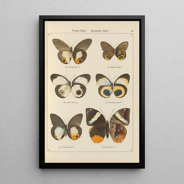 Papillons exotiques Pl064 - Otto Staudinger — quadro incorniciato alla parete