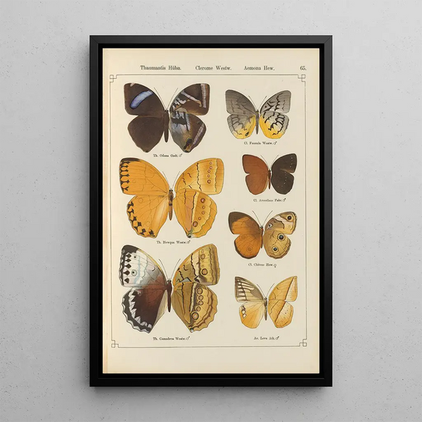 Papillons exotiques Pl065 - Otto Staudinger — quadro incorniciato alla parete