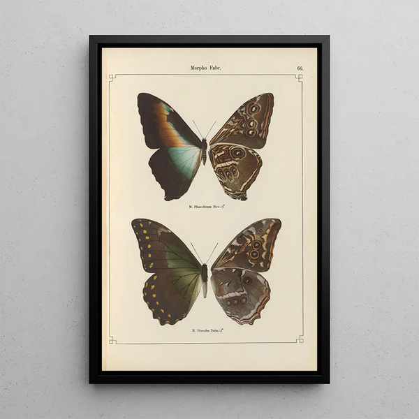 Papillons exotiques Pl066 - Otto Staudinger — quadro incorniciato alla parete