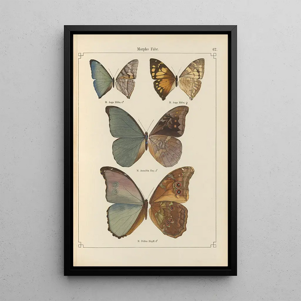 Papillons exotiques Pl067 - Otto Staudinger — quadro incorniciato alla parete
