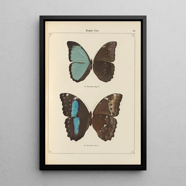 Papillons exotiques Pl068 - Otto Staudinger — quadro incorniciato alla parete