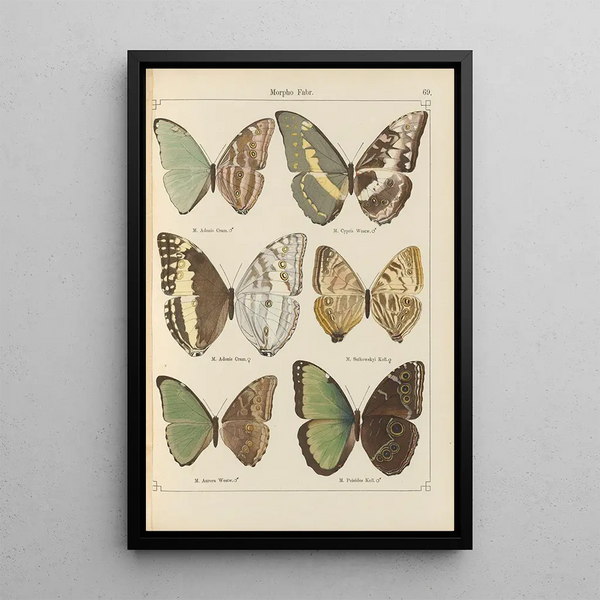 Papillons exotiques Pl069 - Otto Staudinger — quadro incorniciato alla parete