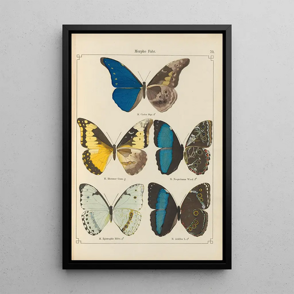 Papillons exotiques Pl070 - Otto Staudinger — quadro incorniciato alla parete