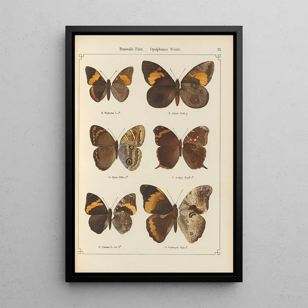 Papillons exotiques Pl071 - Otto Staudinger — quadro incorniciato alla parete