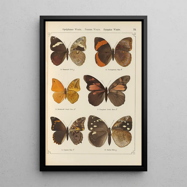 Papillons exotiques Pl072 - Otto Staudinger — quadro incorniciato alla parete