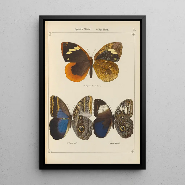 Papillons exotiques Pl073 - Otto Staudinger — quadro incorniciato alla parete