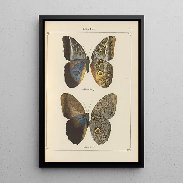 Papillons exotiques Pl074 - Otto Staudinger — quadro incorniciato alla parete