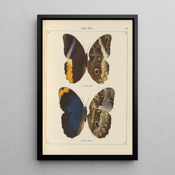 Papillons exotiques Pl075 - Otto Staudinger — quadro incorniciato alla parete
