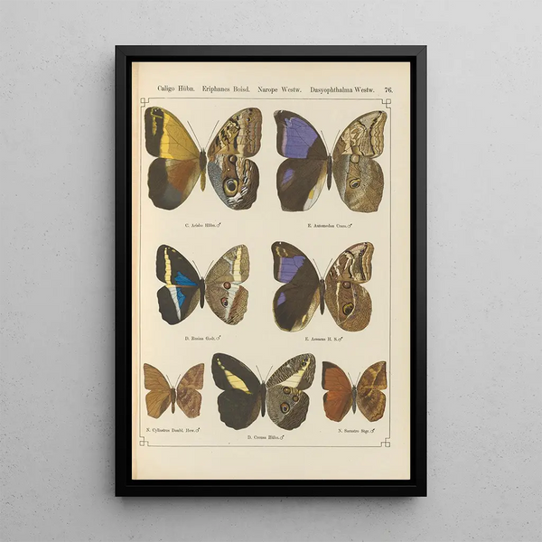 Papillons exotiques Pl076 - Otto Staudinger — quadro incorniciato alla parete