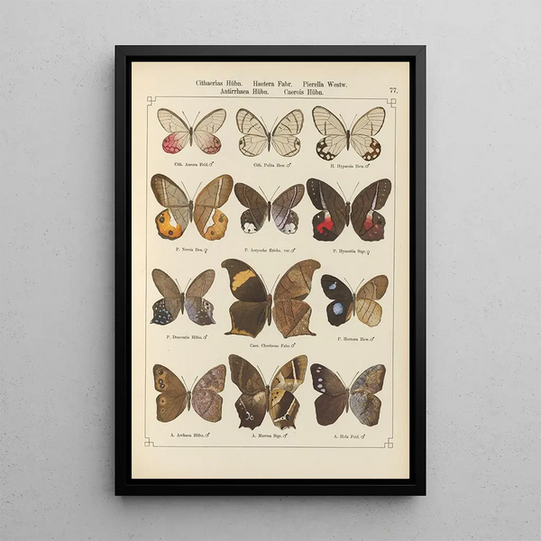 Papillons exotiques Pl077 - Otto Staudinger — quadro incorniciato alla parete