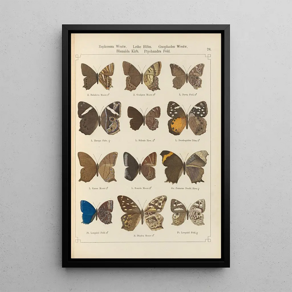Papillons exotiques Pl078 - Otto Staudinger — quadro incorniciato alla parete