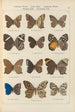 Papillons exotiques Pl078 - Otto Staudinger — vista dell’opera