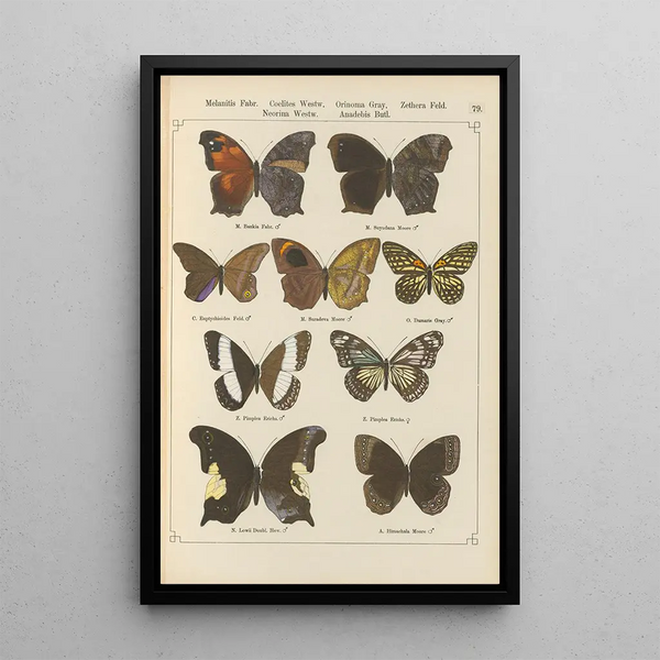 Papillons exotiques Pl079 - Otto Staudinger — quadro incorniciato alla parete