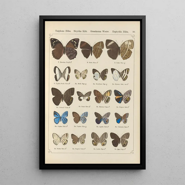 Papillons exotiques Pl080 - Otto Staudinger — quadro incorniciato alla parete